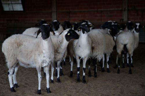 Appropriate preventive measures being taken, Veterinary Services tell CNA on FMD