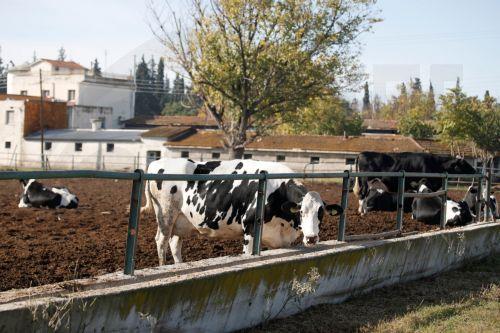 Ενημερώθηκαν από εμπειρογνώμονες ΕΕ αγελαδοτρόφοι και αιγοπροβατοτρόφοι
