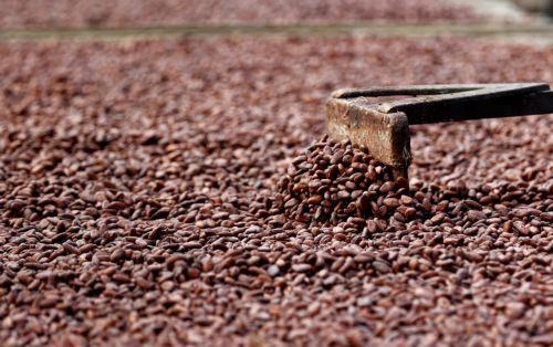 Είδος πολυτελείας η σοκολάτα λόγω καταστροφής φυτειών κακάο στην Γκάνα