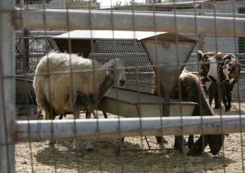 Τα είπαν με Μαλά οι κτηνοτρόφοι, ζητούν συνάντηση με ΠτΔ και προειδοποιούν με κινητοποιήσεις