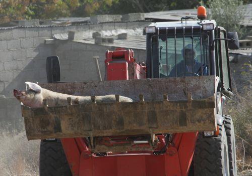 Δεν τίθεται κίνδυνος για μολυσμένο κρέας στην αγορά διαβεβαιώνει η Υπ. Γεωργίας