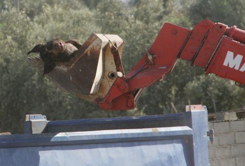 Καμία καταγγελία για περιστατικό στο Μένοικο, λένε οι Κτηνιατρικές Υπηρεσίες