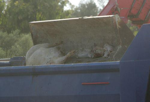 Υπό εξέταση παραβιάσεις της νομοθεσίας για τα νεκρά ζώα στο Μένοικο, λέει στο ΚΥΠΕ ο Χρ. Πίπης