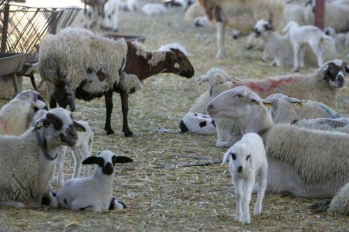 Απαγορεύονται ανά το παγκύπριο οι μετακινήσεις ζώων και ζωοτροφών