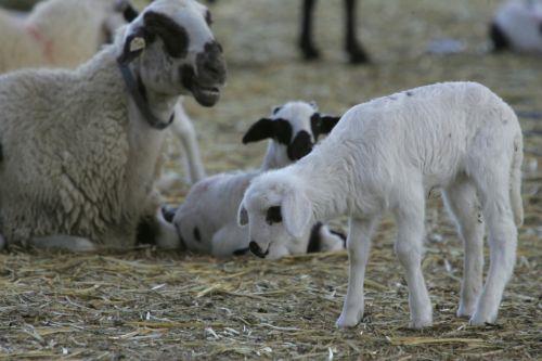 Η Κυβέρνηση στο πλευρό όσων επηρεάστηκαν από αφθώδη πυρετό, λέει ο Πρόεδρος