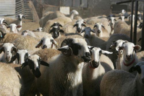 Τηρήθηκαν όλα τα πρωτόκολλα λέει η Μητρόπολη των παλαιοημερολογιτών Κιτίου για μετάβαση σε κτηνοτροφική μονάδα