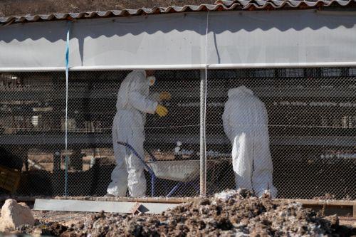 Θανάτωση χιλιάδων πτηνών στο Βερολίνο λόγω έξαρσης της γρίπης των πουλερικών