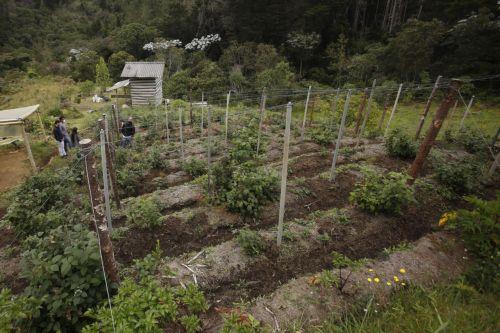 Δωρεάν παραχώρηση δενδρυλλίων από Τμ. Δασών για αντιμετώπιση κλιματικής αλλαγής