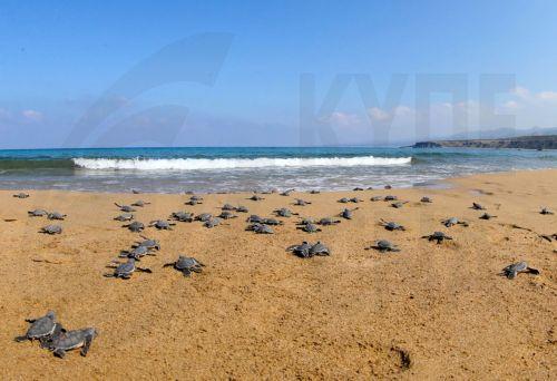 Έναρξη περιόδου φωλεοποίησης των θαλάσσιων χελωνών 2025, προτροπές προς πολίτες