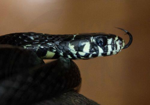 Αντισώματα σε άνδρα οδηγούν σε καθολικό αντίδοτο κατά δαγκωμάτων φιδιών