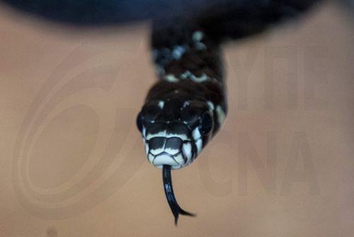 Για τρόπους αντίδρασης σε περίπτωση εντοπισμού φιδιών ενημερώνει το Υπ. Γεωργίας