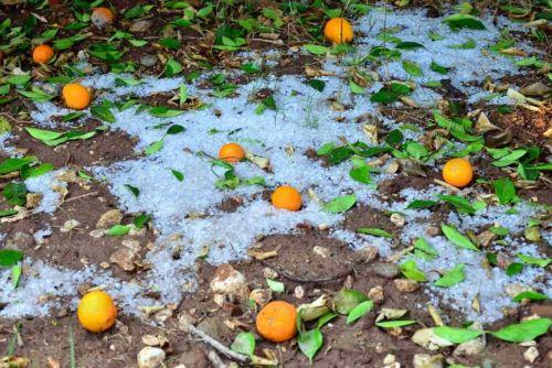 Καταστροφές σε καλλιέργειες από τη χαλαζόπτωση στην Πάφο