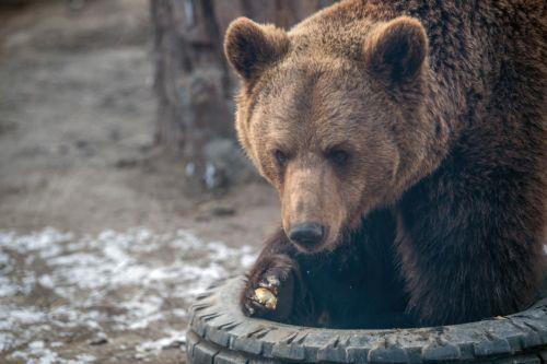 Κρέας αρκούδας προς πώληση στη Σλοβακία, κατόπιν απόφασης της κυβέρνησης