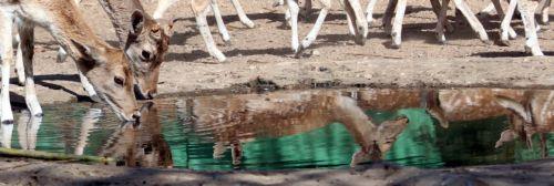 Θανατώνονται ελάφια στο Λος Άντζελες προς αποκατάσταση οικοτόπου σε νησίδα