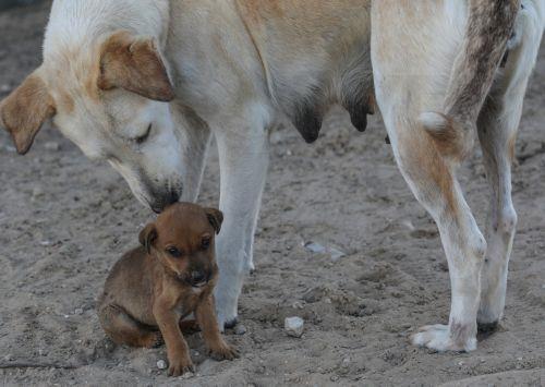 Συνεργασία Eπ.Περιβάλλοντος με Βουλή/ΝΥ για κατοχύρωση παραμέτρων για διατήρηση σκύλων
