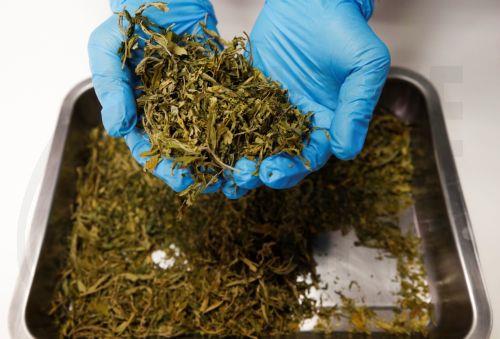 Κατάσχεση 1.450 προϊόντων κάνναβης το 2024, λέει στο ΚΥΠΕ ο Υποδιοικητής ΥΚΑΝ