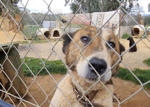 Αντιδρά ο Κτηνιατρικός Σύλλογος για επαναδραστηριοποίηση δημοσίων κλινικών για στειρώσεις ζώων