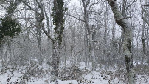 Προειδοποίηση για χαμηλές θερμοκρασίες στη Βρετανία λόγω ψύχους από την Αρκτική