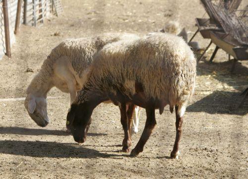 Two more farms quarantined due to FMD cases, Veterinary Services head tells CNA