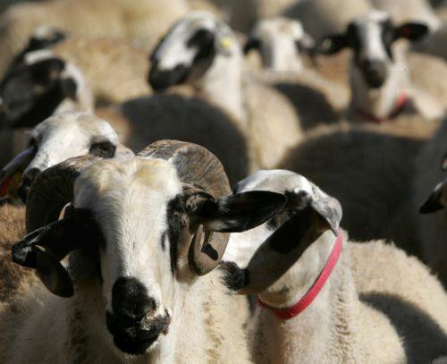 Αύξηση ποσοστού αιγοπρόβειου βιολογικού γάλακτος στο χαλλούμι ζητούν οι παραγωγοί
