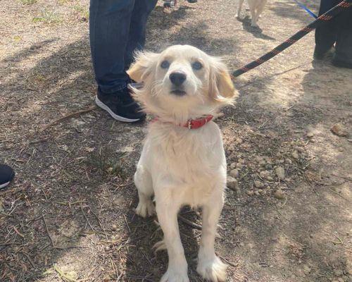 Ολομέλεια: Ψηφίστηκαν δύο τροποποιήσεις για τον περί σκύλων νόμο