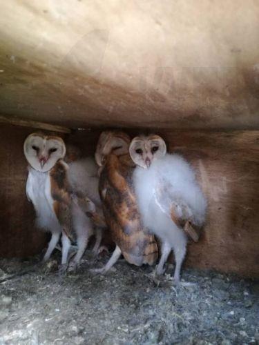 Απελευθέρωση ανθρωποπουλιών στην Ορόκλινη