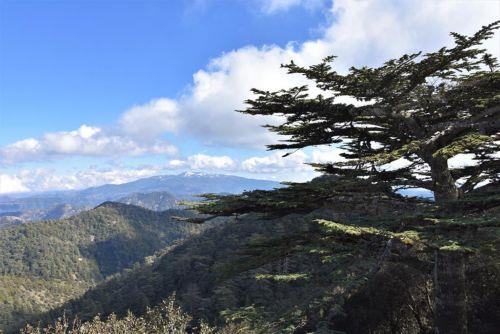 Υπό πλήρη έλεγχο δασική πυρκαγιά σε περιοχή της κοινότητας Ανδρολίκου