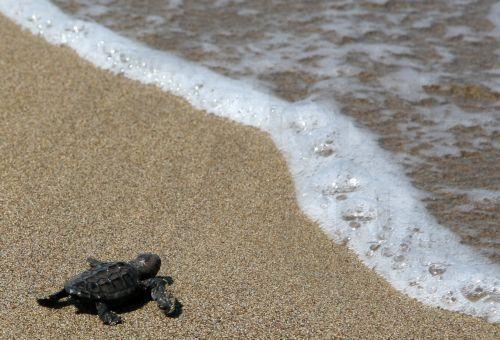 Αντιπρόεδρος Μεσογειακής Επιτροπής για Βιώσιμη Ανάπτυξη εξελέγη η Κύπρος