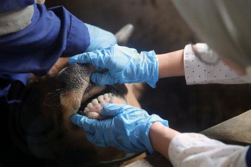 Σύσκεψη στο ΚΣΕΔ υπό τον Υπουργό Δικαιοσύνης για αφθώδη πυρετό