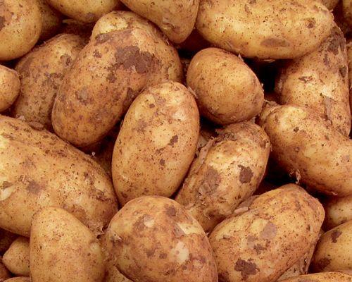 Μέτρο ενίσχυσης κλάδου πατατοκαλλιέργειας έστειλε στην ΕΕ η αρμόδια Έφορος