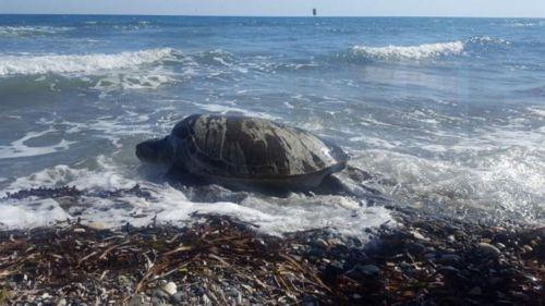Παρέμβαση Περιβαλλοντικού Ομίλου Χλώρακας για το περιστατικό με τη χελώνα