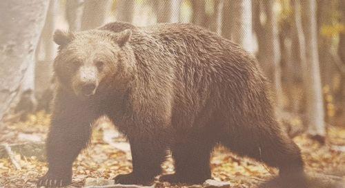 Μεγάλα θηλαστικά χρησιμοποιούν υπέργεια διάβαση σε πέρασμα Βουλγαρίας - Ελλάδας, λέει μελέτη