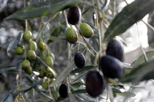Olive oil price in Cyprus rises rapidly according to Eurostat