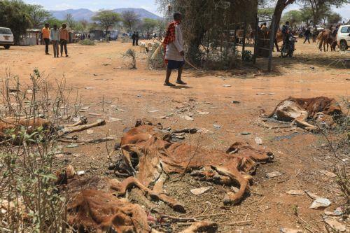 سفارة الإمارات في نيقوسيا تنظم ندوة نقاشية حول دور المرأة في التخفيف من آثار تغير المناخ