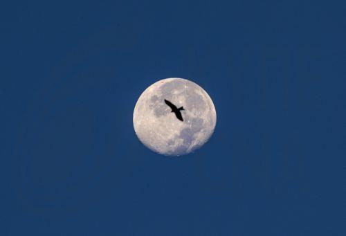 Apollo 17’nin görevdeyken getirdiği Ay örneği şimdi Kıbrıs’ta