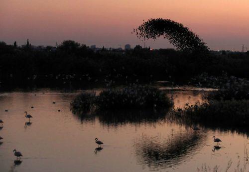 Captivating views of starlings at Voroklini lake habitat in Larnaca