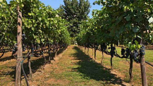 Παρέμβαση οικονομικής στήριξης σε οινοποιούς ανακοίνωσε ο Υπ.Γεωργίας