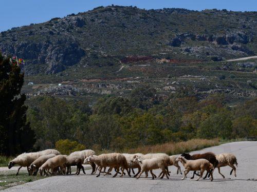 Επίτροπος ΕΕ για Υγεία: : Τρομερά επιβαρυντική για Ελλάδα η ευλογιά αιγοπροβάτων