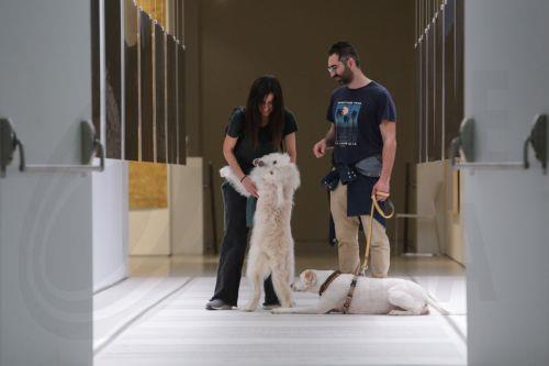 Κανόνες της ΕΕ για ευημερία σκύλων και γάτων προωθεί το Ευρ. Κοινοβούλιο