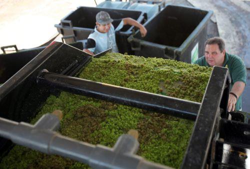 Φύκια από τον Ειρηνικό σκέπασαν παραλία στο Αλγέρι, απειλούν το οικοσύστημα