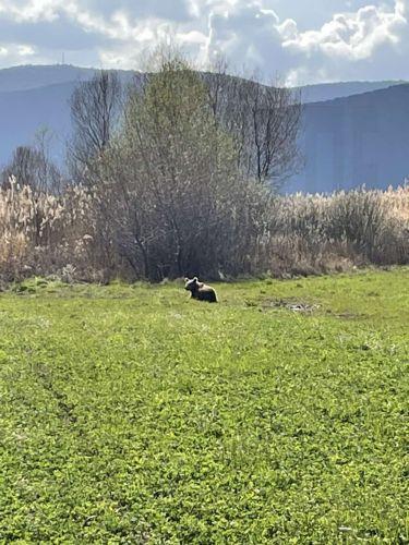 Διερεύνηση περιστατικού με αρκούδα ζητά το Κόμμα για τα Ζώα με επιστολή στον Αρχηγό Αστυνομίας