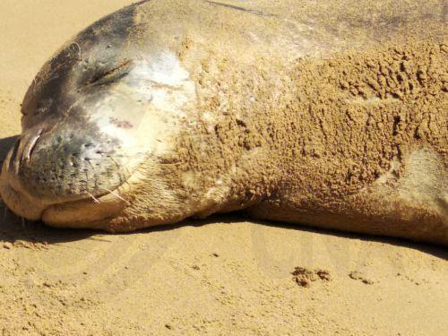 Νεκρή φώκια εντοπίστηκε σε θαλάσσια περιοχή της Πάφου