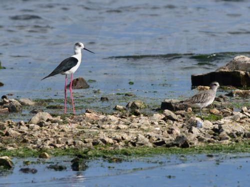 Çevre Hareketi, hükûmeti güçlü bir çevre politikası benimsemeye davet etti