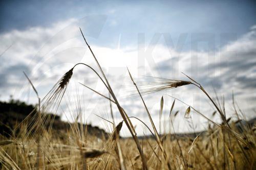 Η πρόταση για περιορισμό εγκατάστασης ΑΠΕ σε εύφορη γεωργική γη ενώπιον της Επ. Γεωργίας