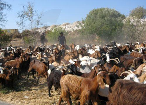 Πορεία Αιγοπροβατοτρόφων προς το Προεδρικό την επόμενη Τρίτη