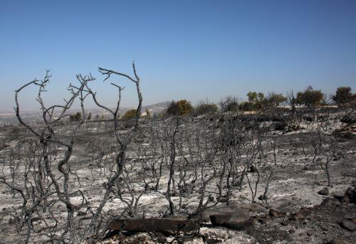 Υπάρχουν ενδείξεις ότι πυρκαγιές τίθενται εσκεμμένα, λέει στο ΚΥΠΕ ο Α. Κεττής