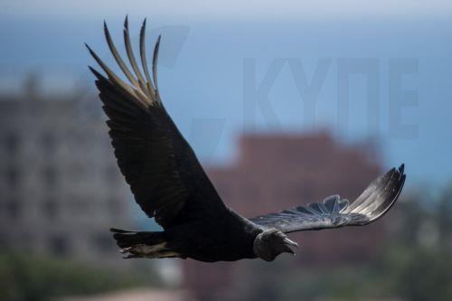 Τα οφέλη της εκτατικής κτηνοτροφίας για βιοπορισμό γυπών καταδεικνύει νέα μελέτη