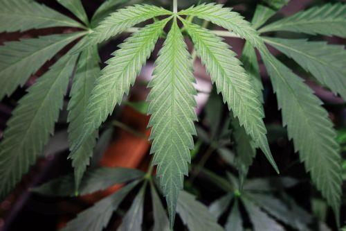 Πέραν των 8 κιλών κάνναβης κατασχέθηκαν από ΥΚΑΝ, συνελήφθησαν δύο πρόσωπα