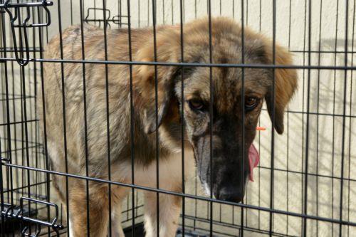 Σύλληψη 58χρονου από Λευκωσία για υπόθεση κακομεταχείρισης σκύλου