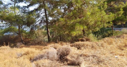 Άμεση παρέμβαση Τμήματος Δασών για έλεγχο πυρκαγιάς στον Κάτω Πύργου Τυλληρίας